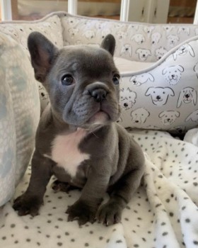 10 Ways to Find Cheap French Bulldog
