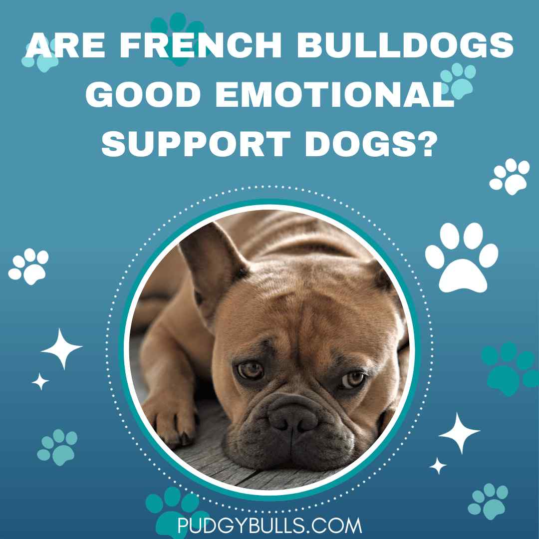 Are French Bulldogs Good Emotional Support Dogs?