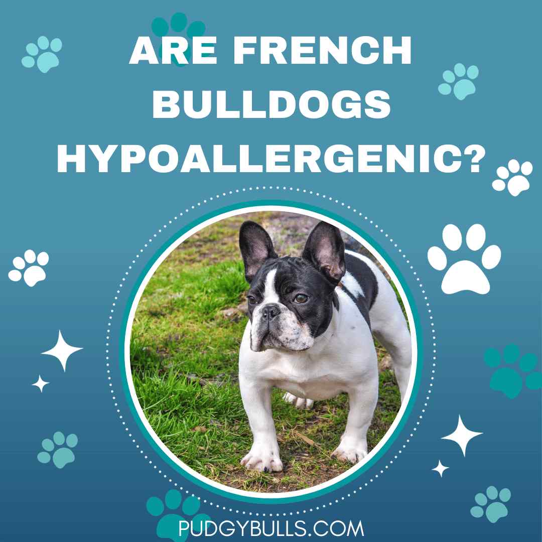 Are French Bulldogs Hypoallergenic?