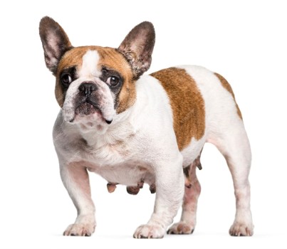 Are French Bulldogs Prone to Cancer