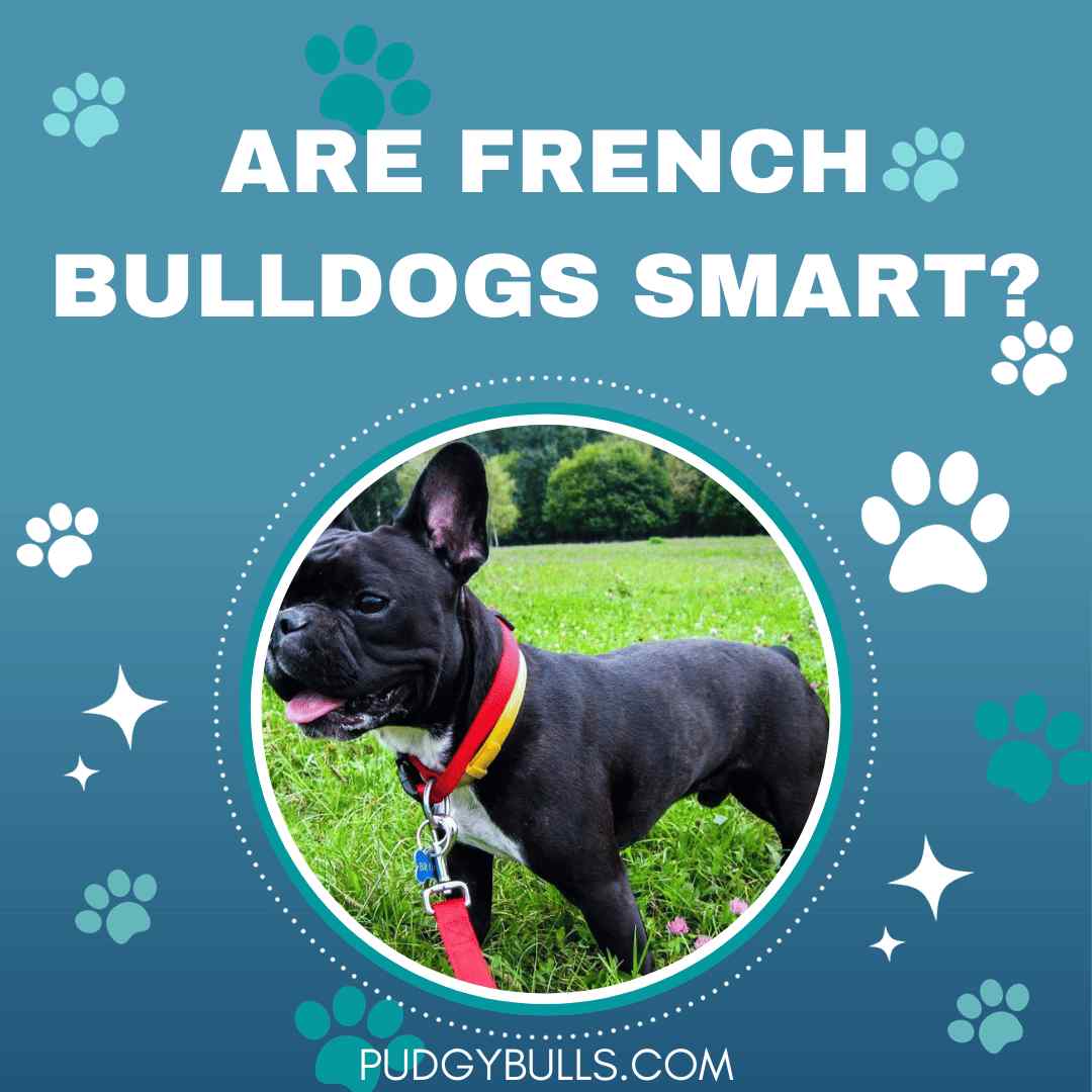 Are French Bulldogs Smart?