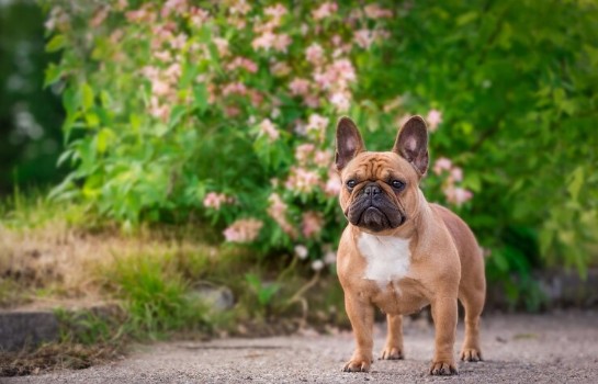 Benefits of Keeping a French Bulldog