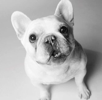 Brushing your French Bulldog's Teeth Step-by-Step Guide