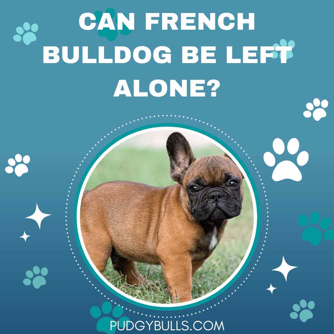 Can French Bulldog be Left Alone?