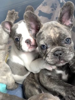 Care for a French Bulldog