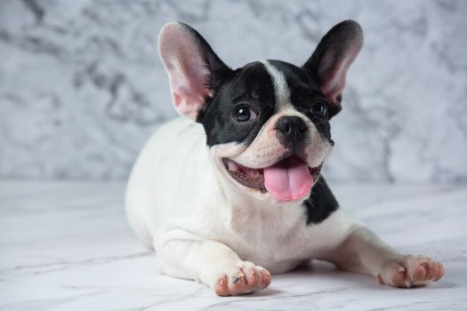 Caring for a French Bulldog with Fleas