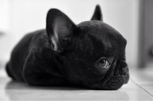 Cause of Bad Eyesight in French Bulldogs