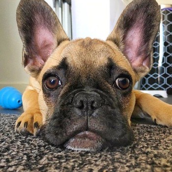 Causes of Acne in a French Bulldog