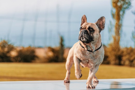 Challenges in Bonding with a French Bulldog