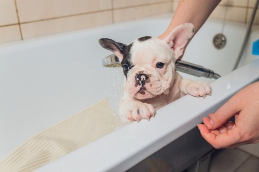 Challenges of Grooming a French Bulldog