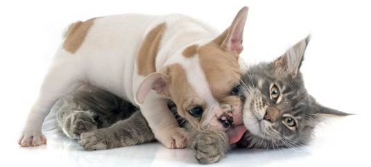 Challenges of Introducing a French Bulldog to a Cat