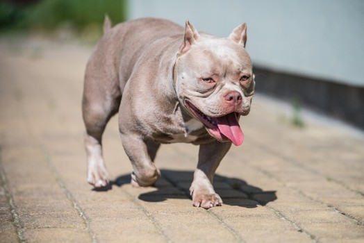 Challenges of Keeping an American Bully