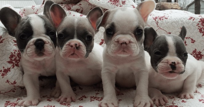 Cheapest French Bulldog Color