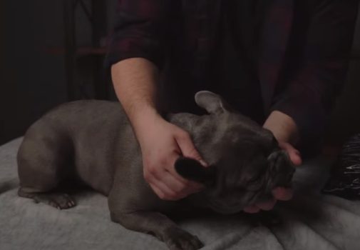 Cleaning French Bulldog Ears: Step by Step Guide