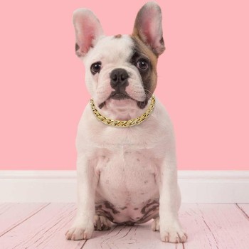 Collar Does a French Bulldog Need