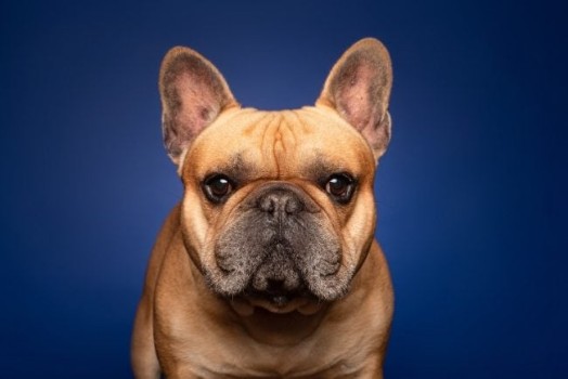 Common Cancer Types in French Bulldogs