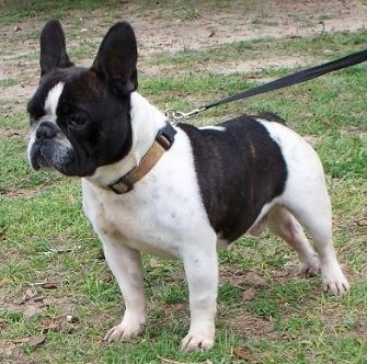 Common Health Issues in French Bulldogs
