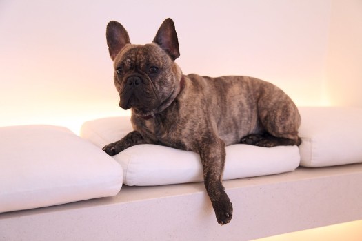 Common Reasons & Causes of IVDD in French Bulldogs