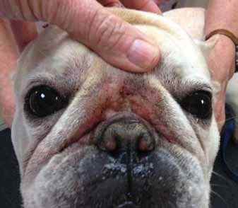 Common Skin Issues in a French Bulldog