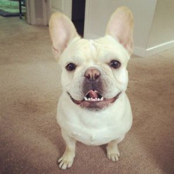 Common Teething Issues in a French Bulldog & Solutions
