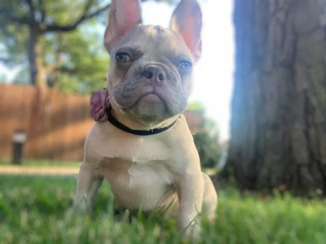 Complications during French Bulldog Pregnancy