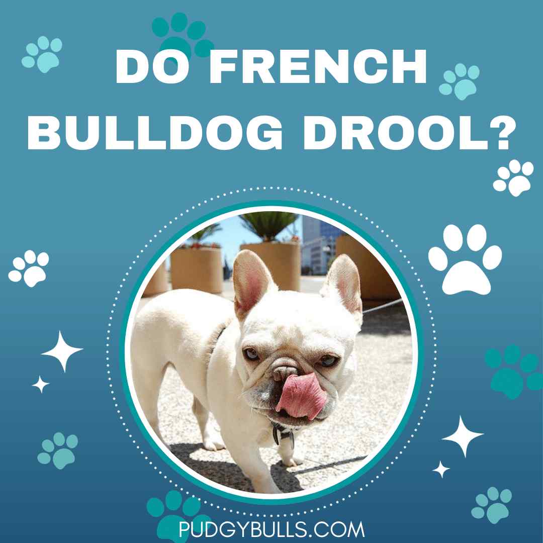 Do French Bulldog Drool?