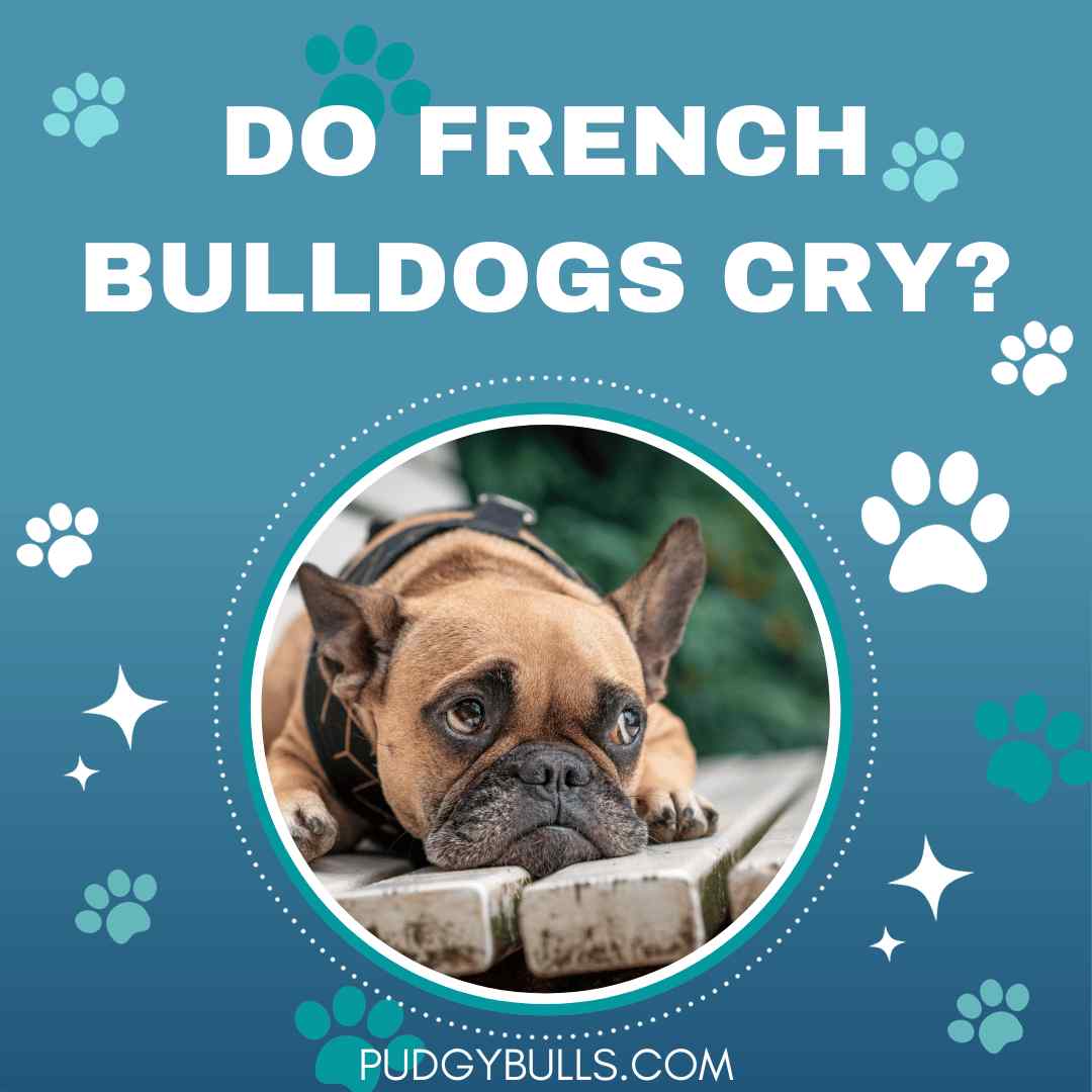 Do French Bulldogs Cry?