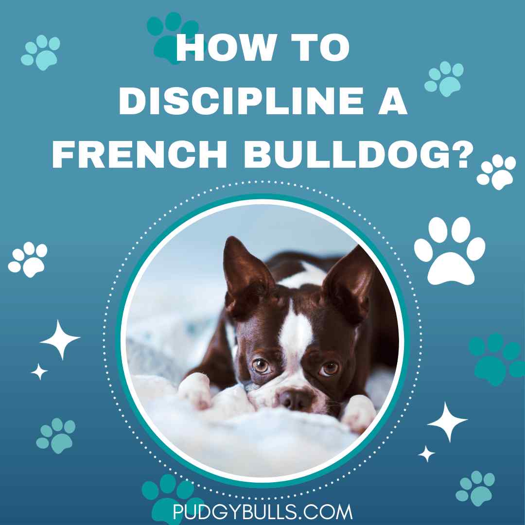 How to Discipline a French Bulldog?