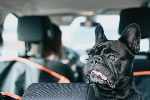 Do French Bulldogs get Motion Sickness