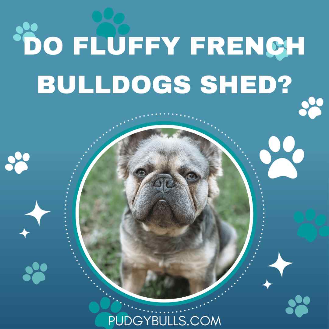 Do fluffy French Bulldogs Shed? How to Prevent Shedding?