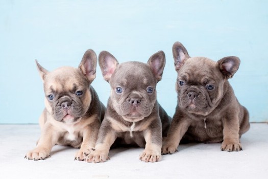 Factors Influencing the Price of Blue French Bulldogs