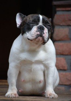 Factors that Affect a French Bulldog Pregnancy Duration