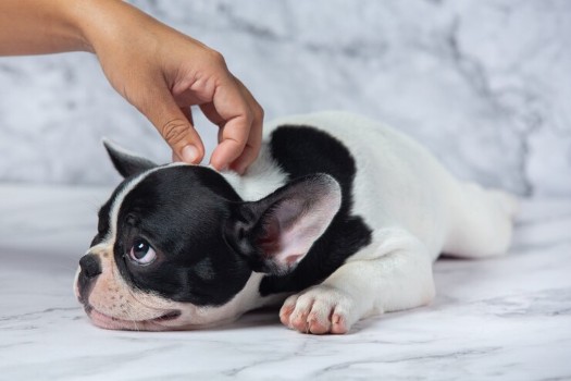 Fleas Treatments for French Bulldogs