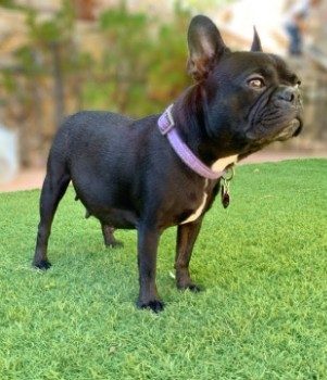 Food to Avoid for a Pregnant French Bulldog
