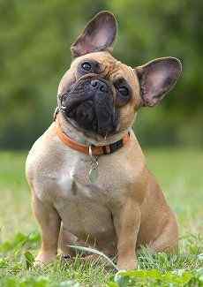 French Bulldog Appearance & Physical Traits