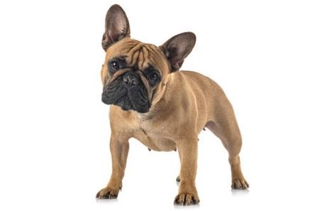 French Bulldog Behaviors and Tips to Handle Them