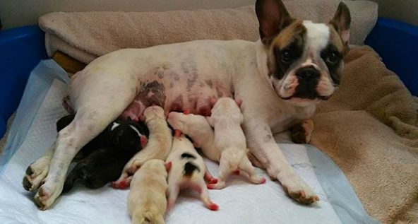 French Bulldog C Section Risks & Complications