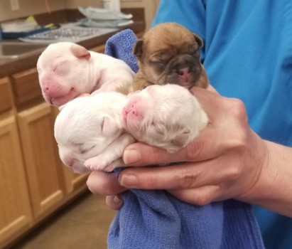 French Bulldog Care Considerations after C Section