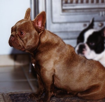 French Bulldog Different Sizes