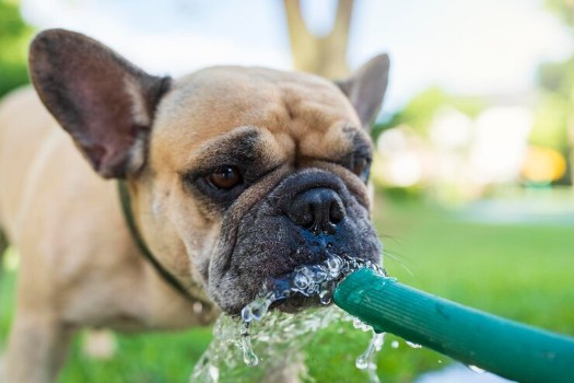 French Bulldog Drinking Water 