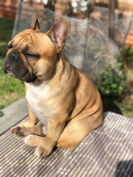 French Bulldog Exercise Needs by Age
