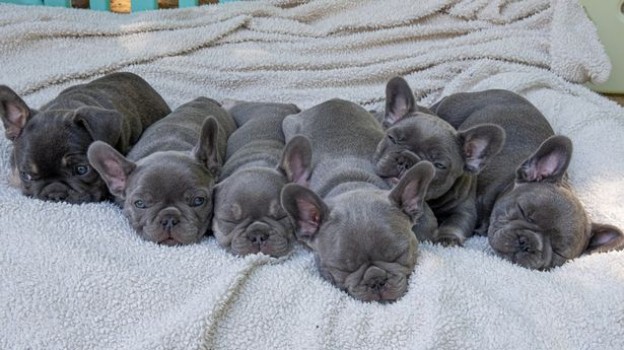 French Bulldog Littre Size and Number of Puppies
