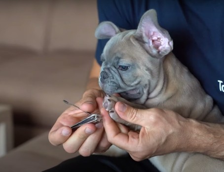 French Bulldog Nail Cutting Tips & Precautions 
