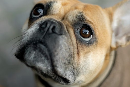 French Bulldog Nose Surgery Risks & Complications