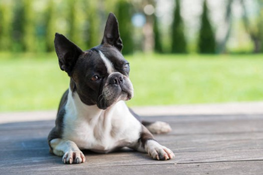 French Bulldog Separation Anxiety Symptoms & Behaviors