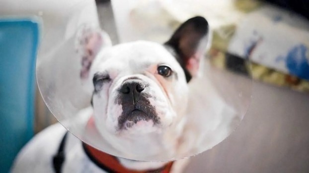 French Bulldog for Pain