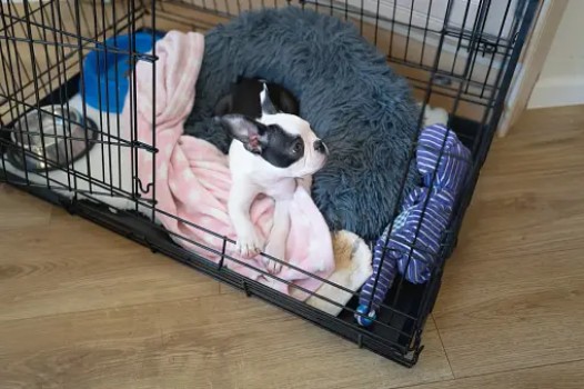 French Bulldog in a Crate 