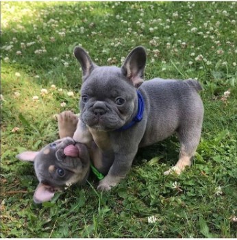 French Bulldogs Play 