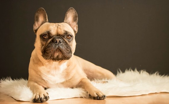 French Bulldogs Worth the Money