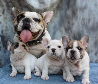 French Bulldogs as Family Pets